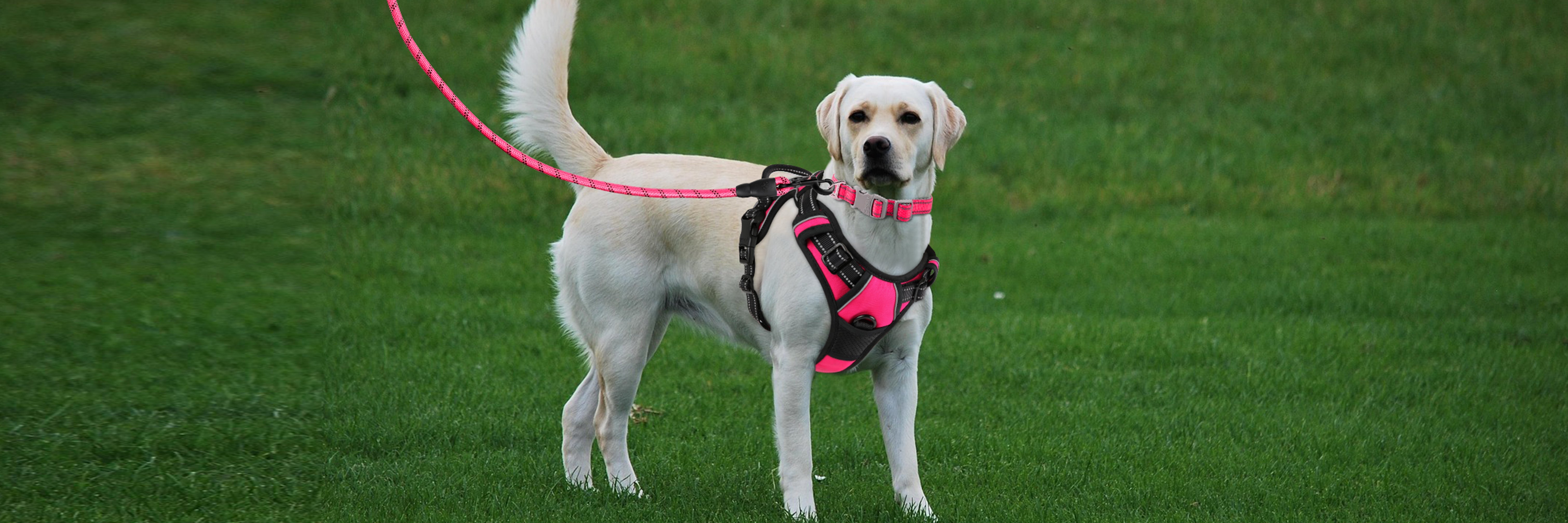 Labrador Retriever: Loyalty, Energy & The Best Gear Choices